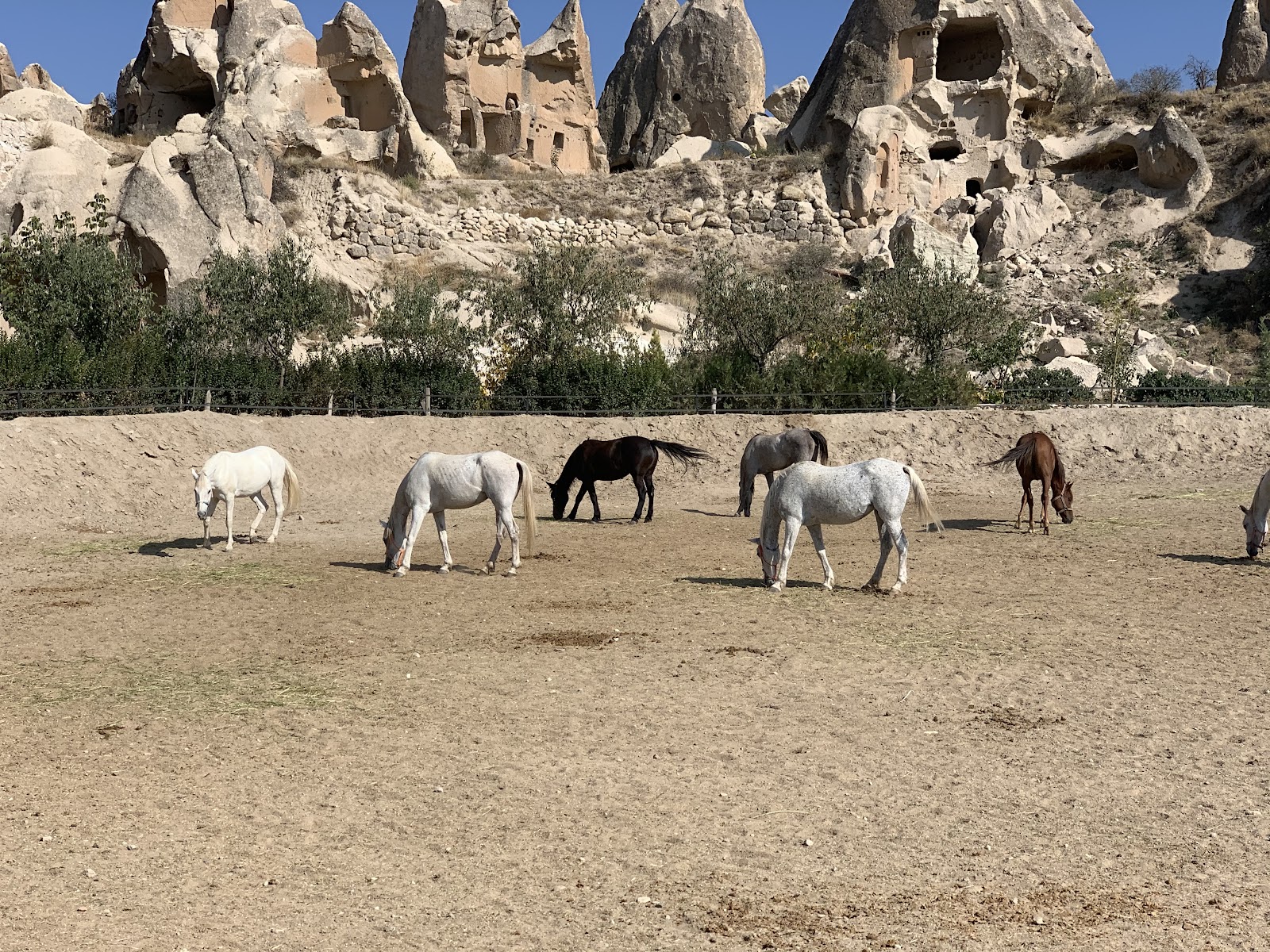 Dalton Kardeşler At Çiftliği — fotoğraf 4