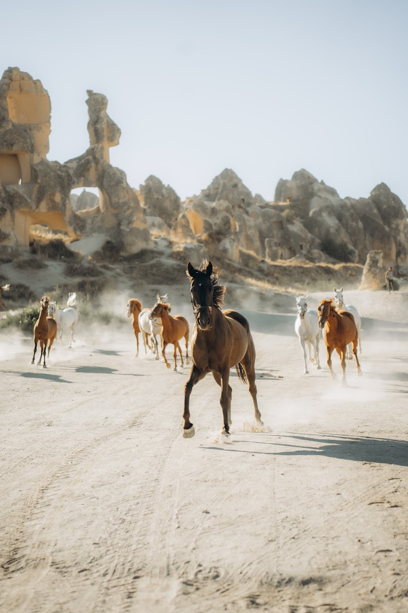 Dalton Kardeşler At Çiftliği — fotoğraf 5