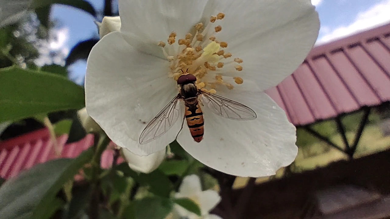 Değirmen Kır Lokantası — fotoğraf 3