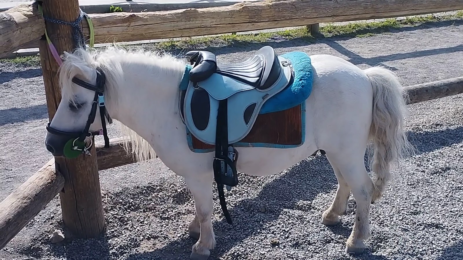 Demet Hanımın At Çiftliği Binicilik Ve İhtisas Kulübü — fotoğraf 4