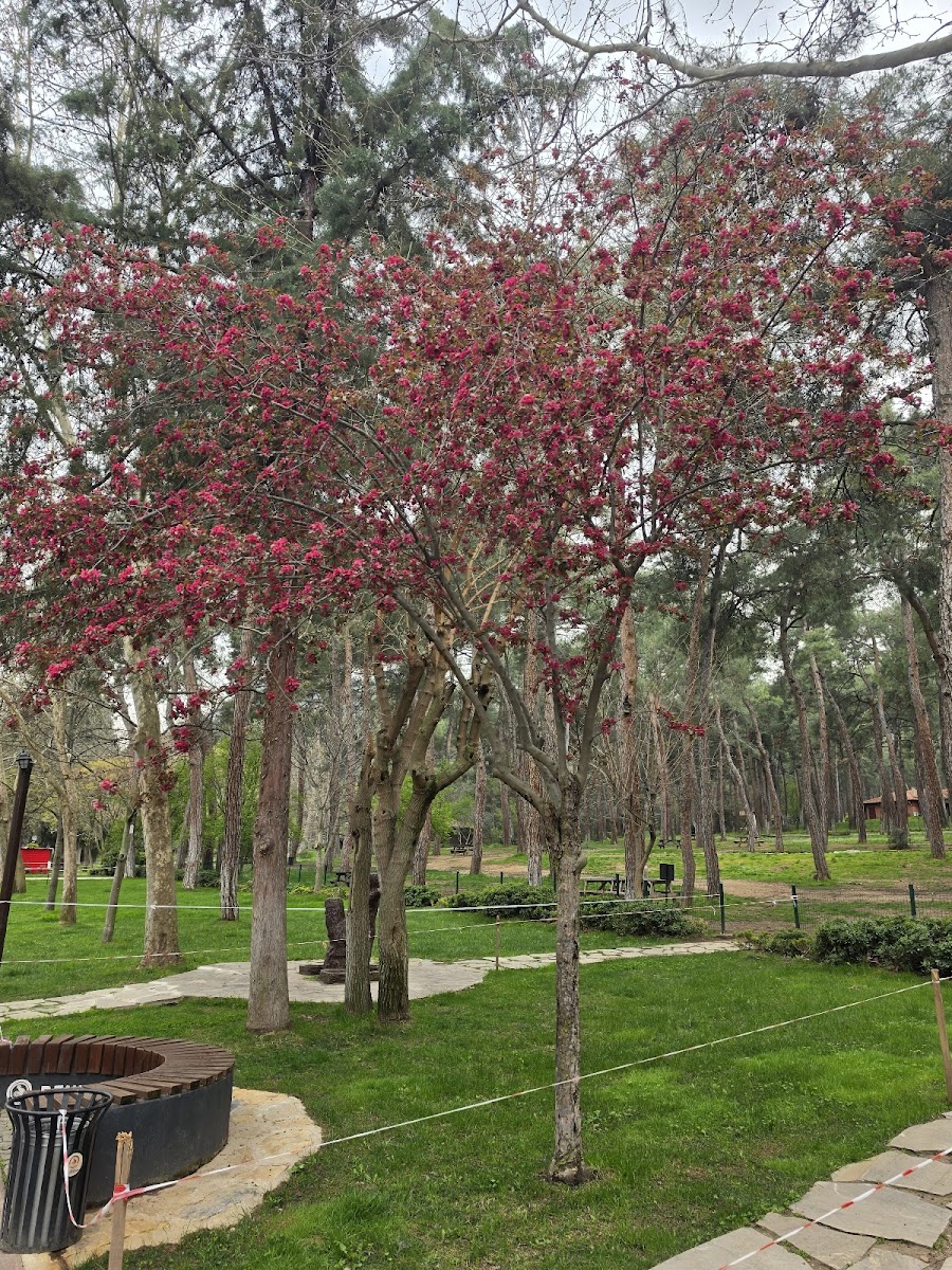 Denizli Büyükşehir Belediyesi Çamlık Parkı — fotoğraf 2