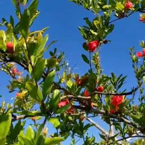 Derinsu Bungalov otel — fotoğraf 3