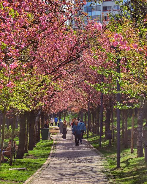 Dikmen Vadisi — fotoğraf 2