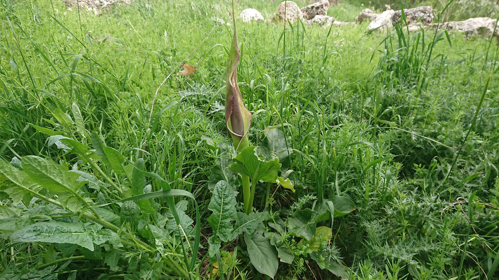 Dımırci Yaylası — photo 2