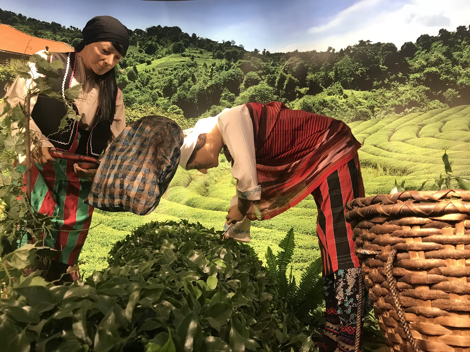 Doğal Yaşam Müzesi — fotoğraf