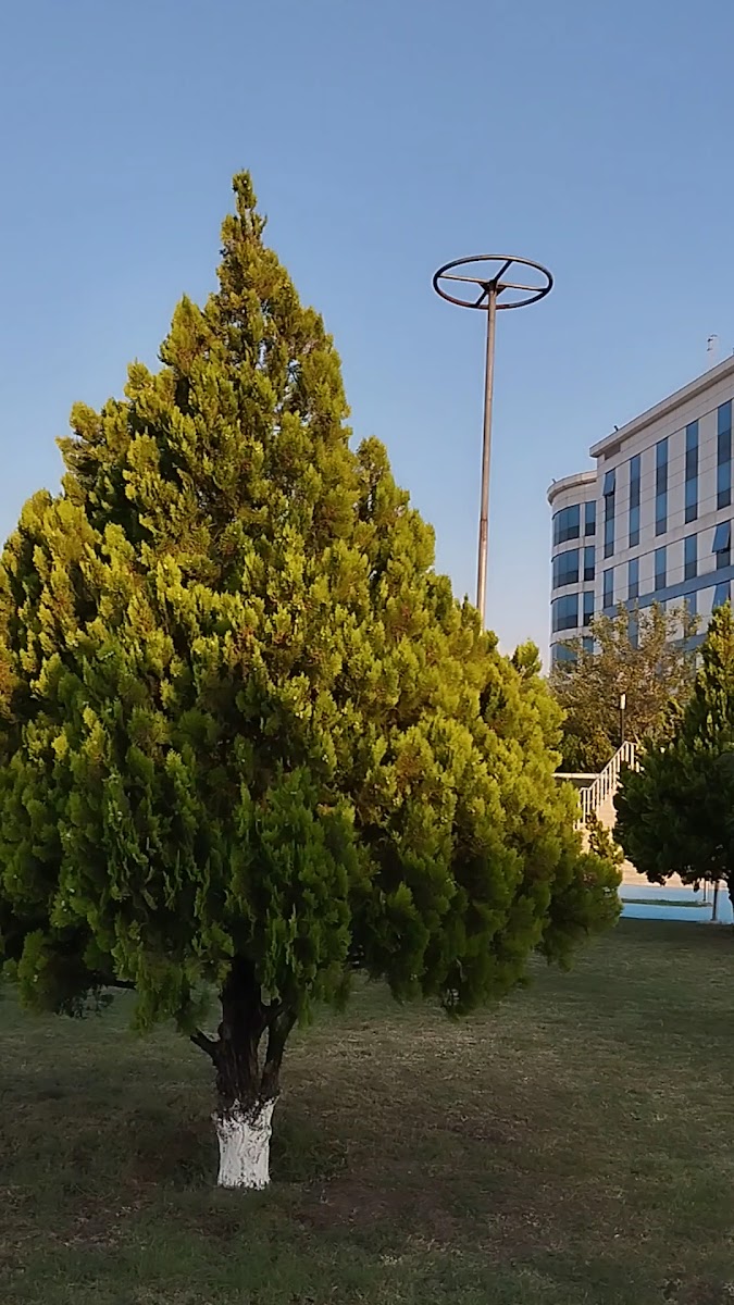 Duzdag Hotel — fotoğraf 4