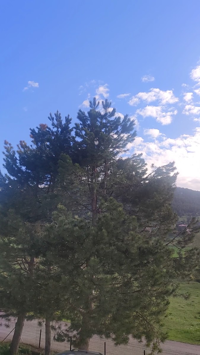 EFLANİ ÖĞRETMENEVI VE AKŞAM SANAT OKULU — photo 3