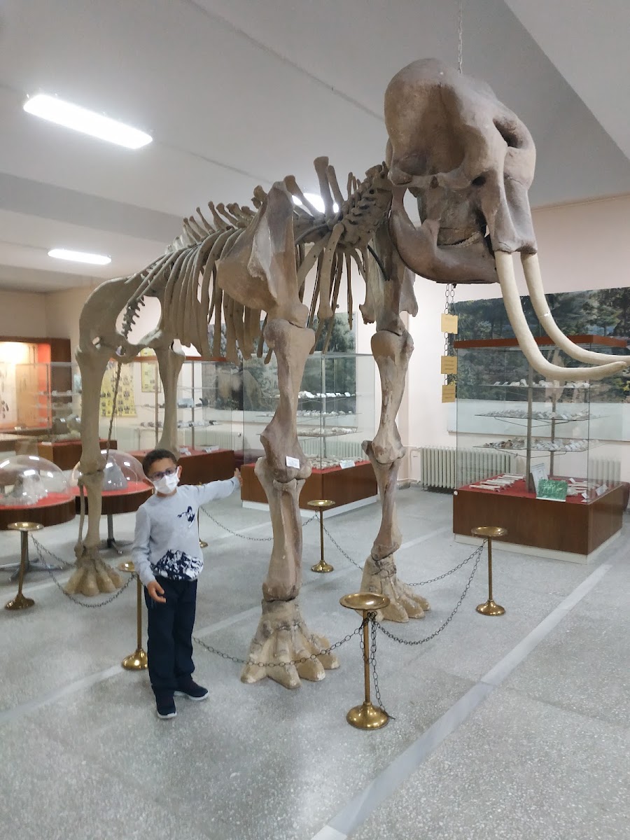 Ege Üniversitesi Tabiat Tarihi Müzesi — photo 2