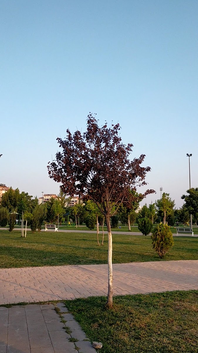 Eğriçay Parkı — fotoğraf 3