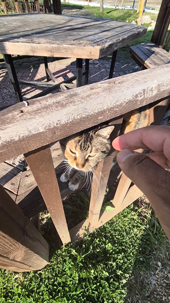 Emre Deniz Ün Hatıra Ormanı — fotoğraf 2