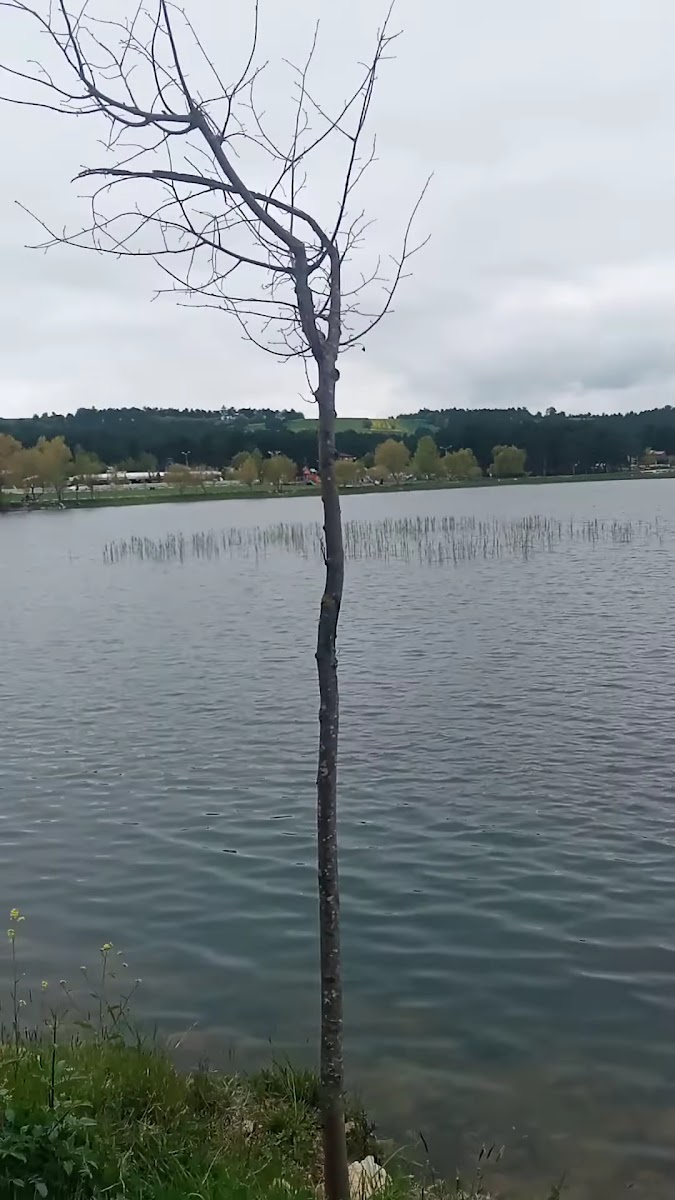 Emre Deniz Ün Hatıra Ormanı — fotoğraf 3