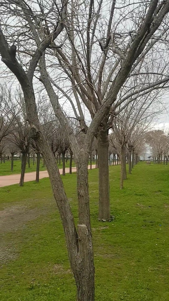 Engelliler Parkı — fotoğraf 3