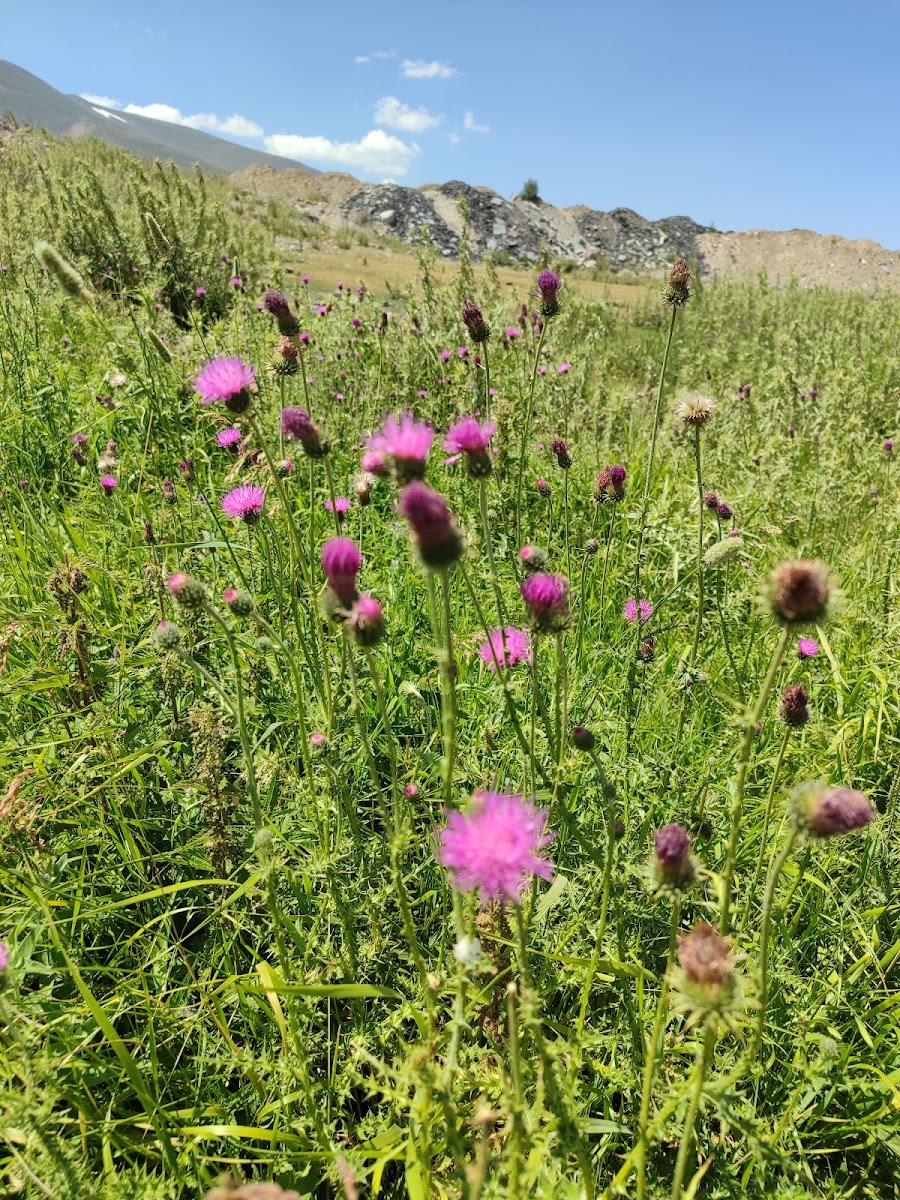 Erciyes Kayak Merkezi — photo 2