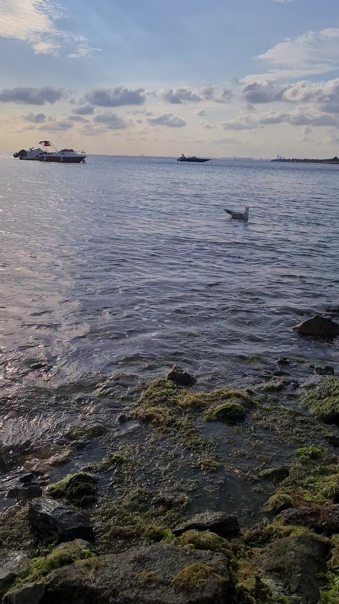 Erenköy Halk Plajı — photo 3