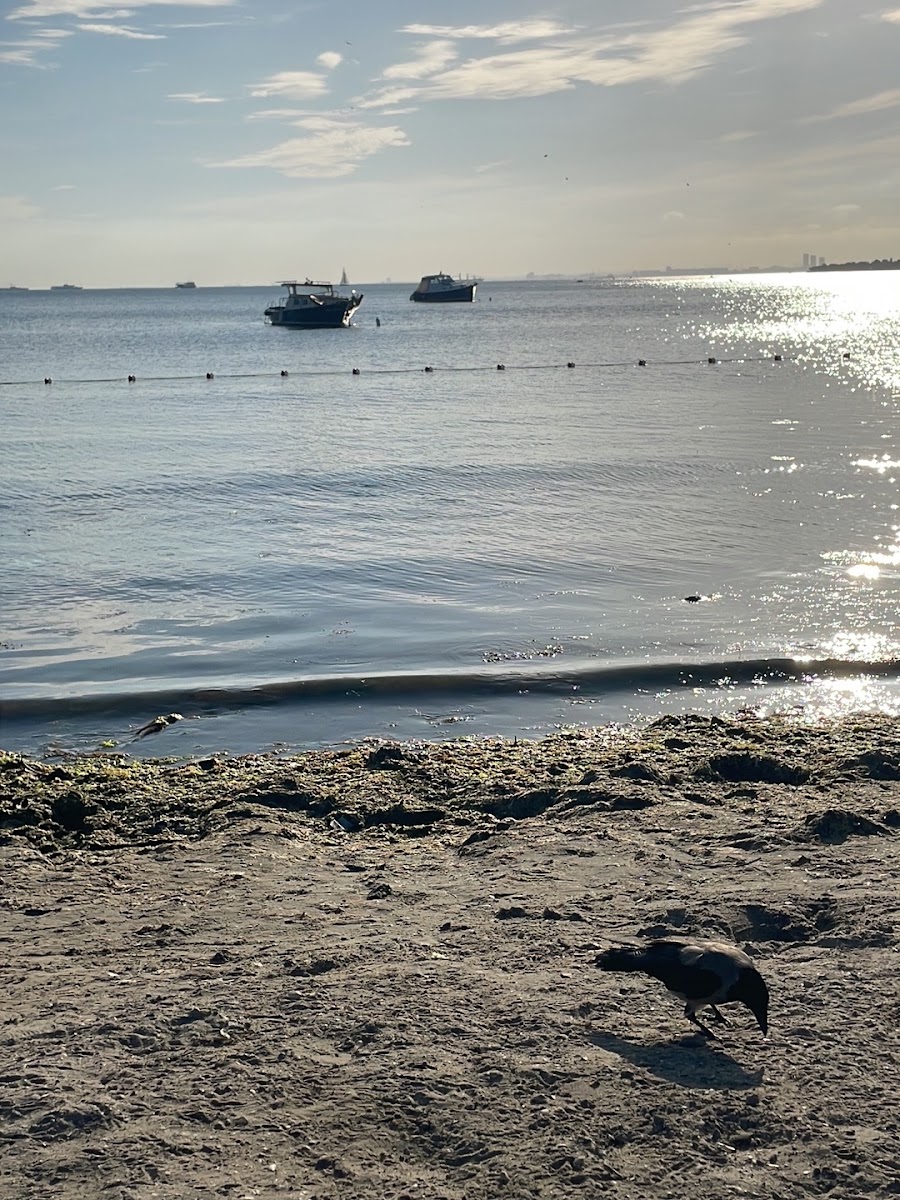 Erenköy Halk Plajı — photo 4
