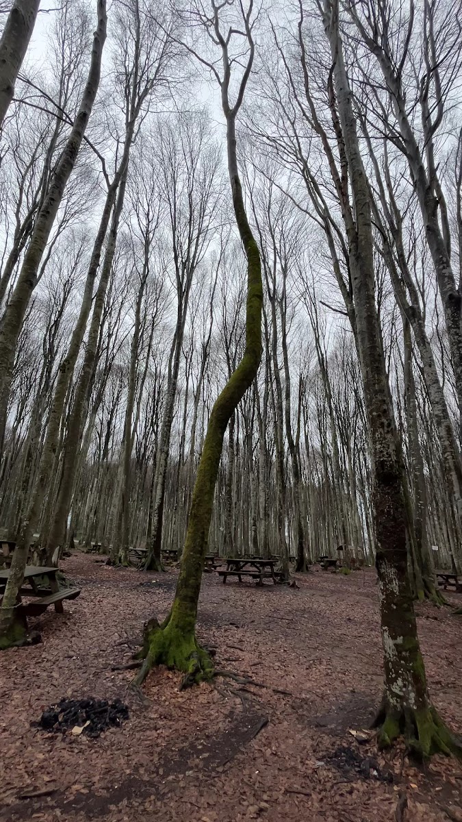 Eriklitepe Tabiat Parkı — fotoğraf 2