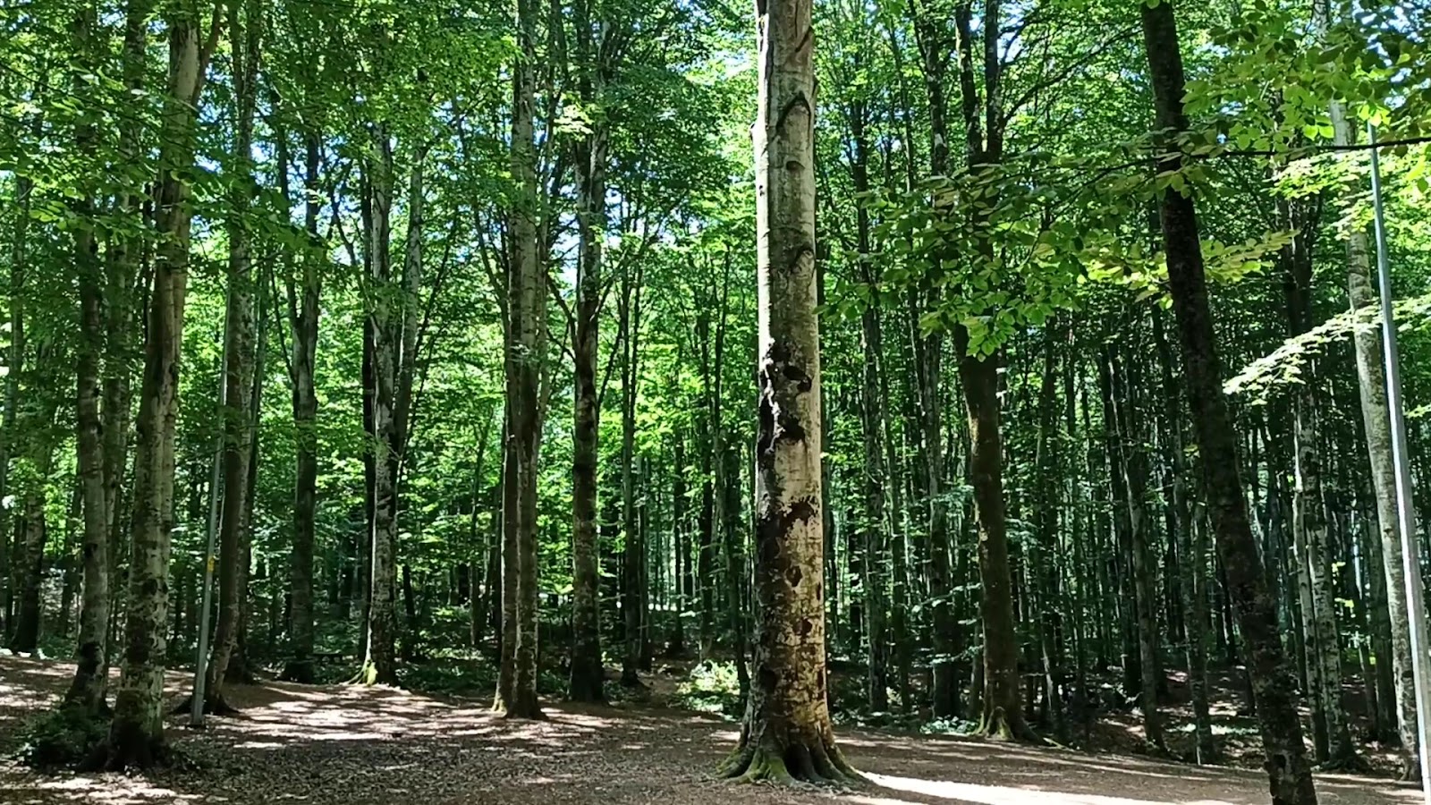 Eriklitepe Tabiat Parkı — fotoğraf 3