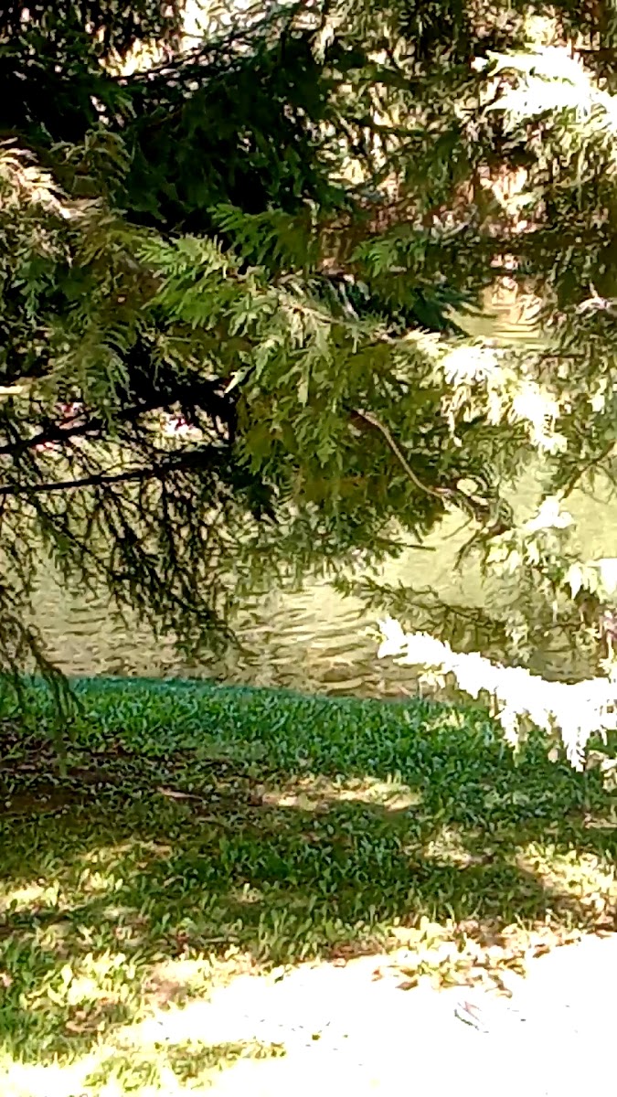Eskişehir Büyükşehir Belediyesi Aydın Arat Parkı — fotoğraf 3