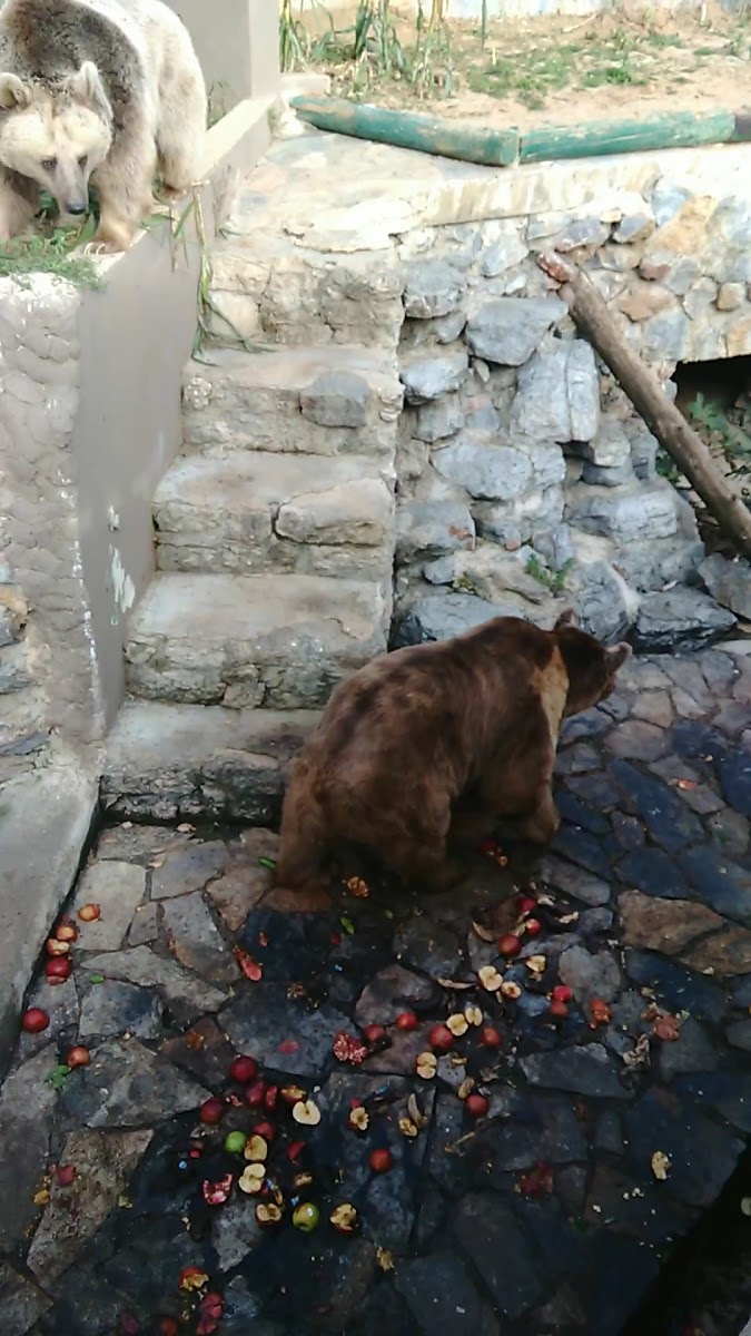 Faruk Yalçın Hayvanat Bahçesi ve Botanik Parkı — fotoğraf 2