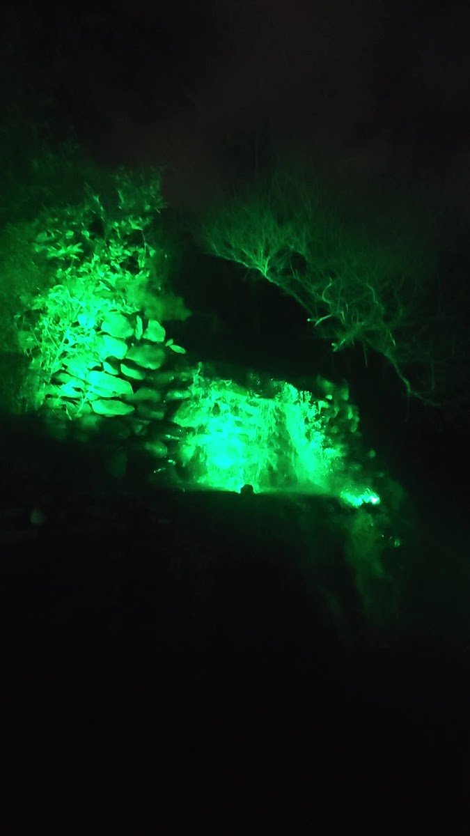 Fethipaşa Korusu — fotoğraf 2