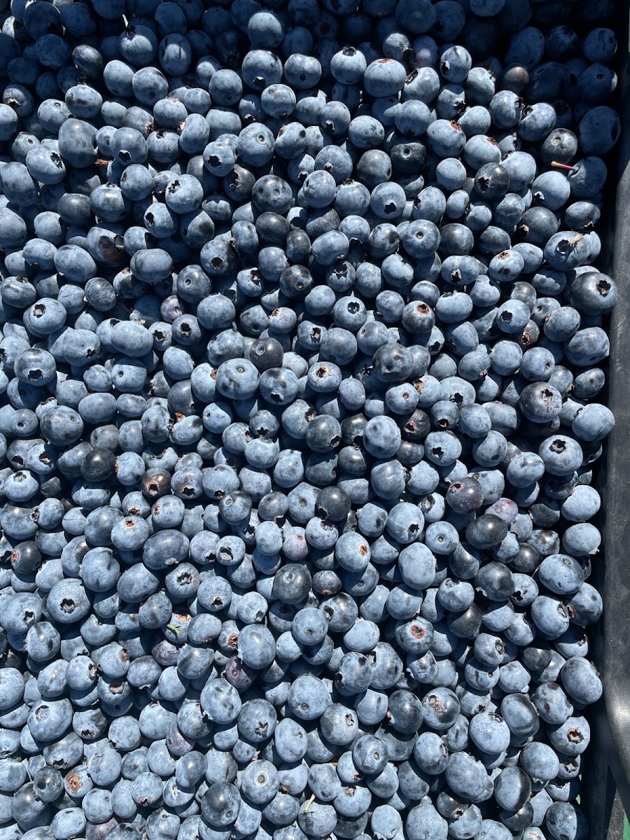 Forest Fruit — photo 2