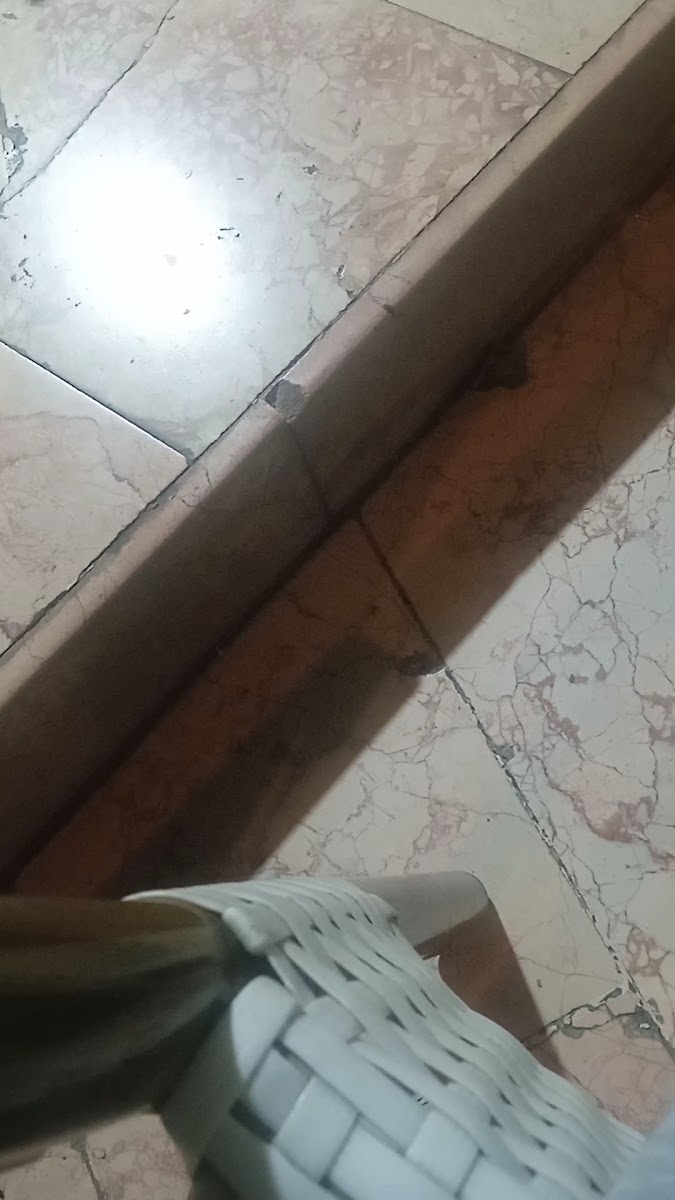 Gani Gastrocafe — fotoğraf 3