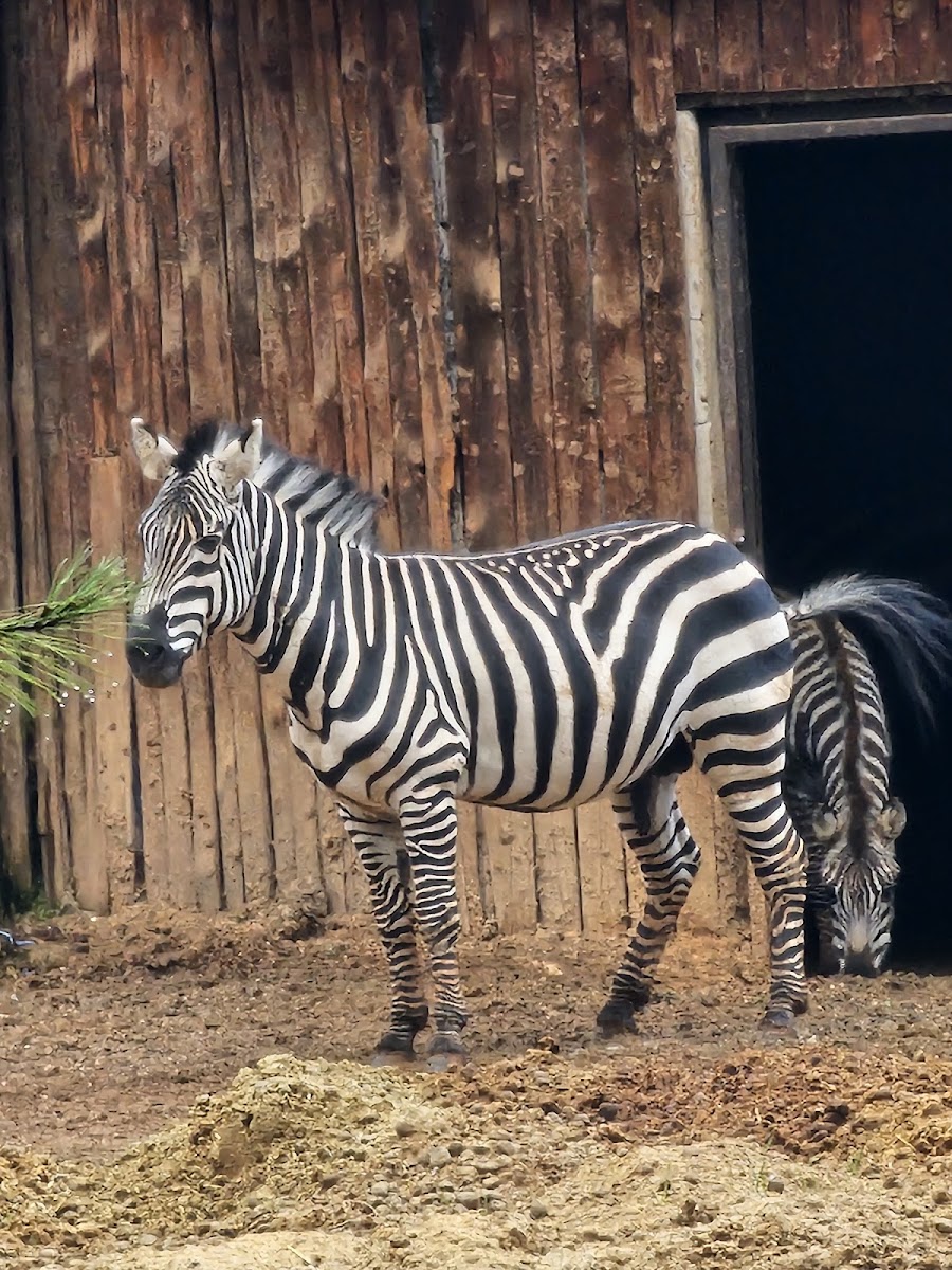 Gaziantep Büyükşehir Belediyesi Hayvanat Bahçesi — fotoğraf 2