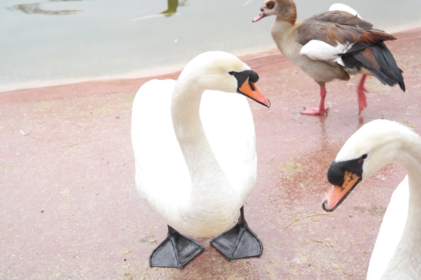Gaziantep Büyükşehir Belediyesi Hayvanat Bahçesi — fotoğraf 4