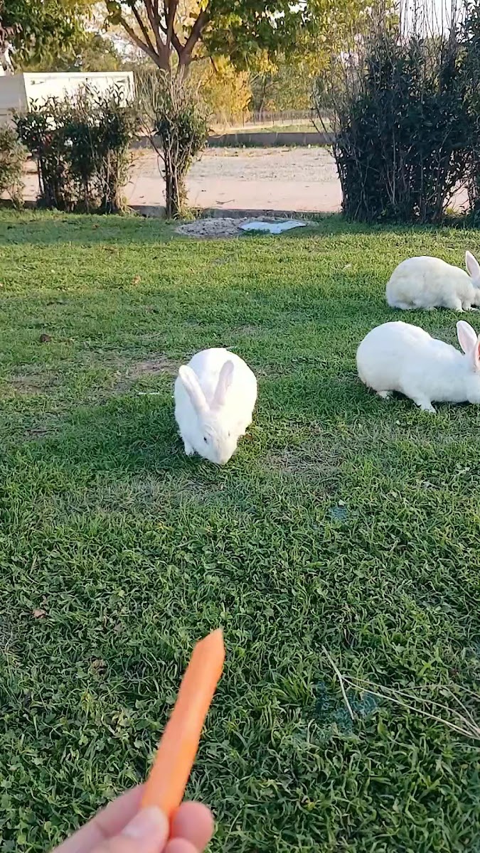 Gazimahbup Parkı — fotoğraf 2