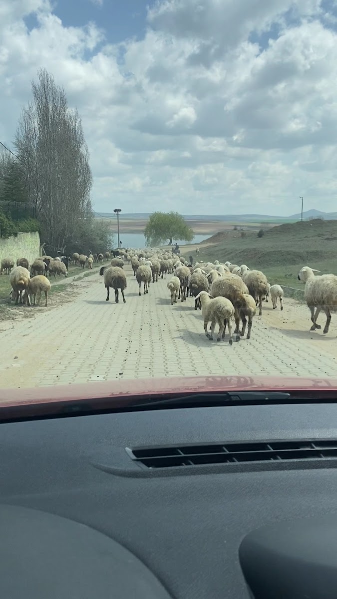 Gelingüllü Barajı — photo 3
