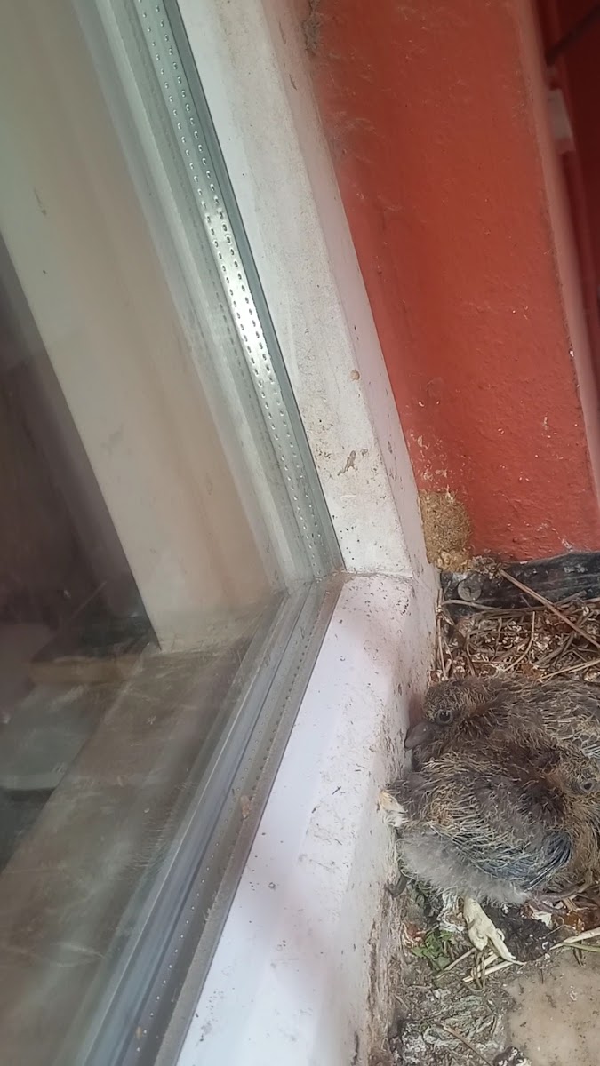 Gemlik Sahili — fotoğraf 2