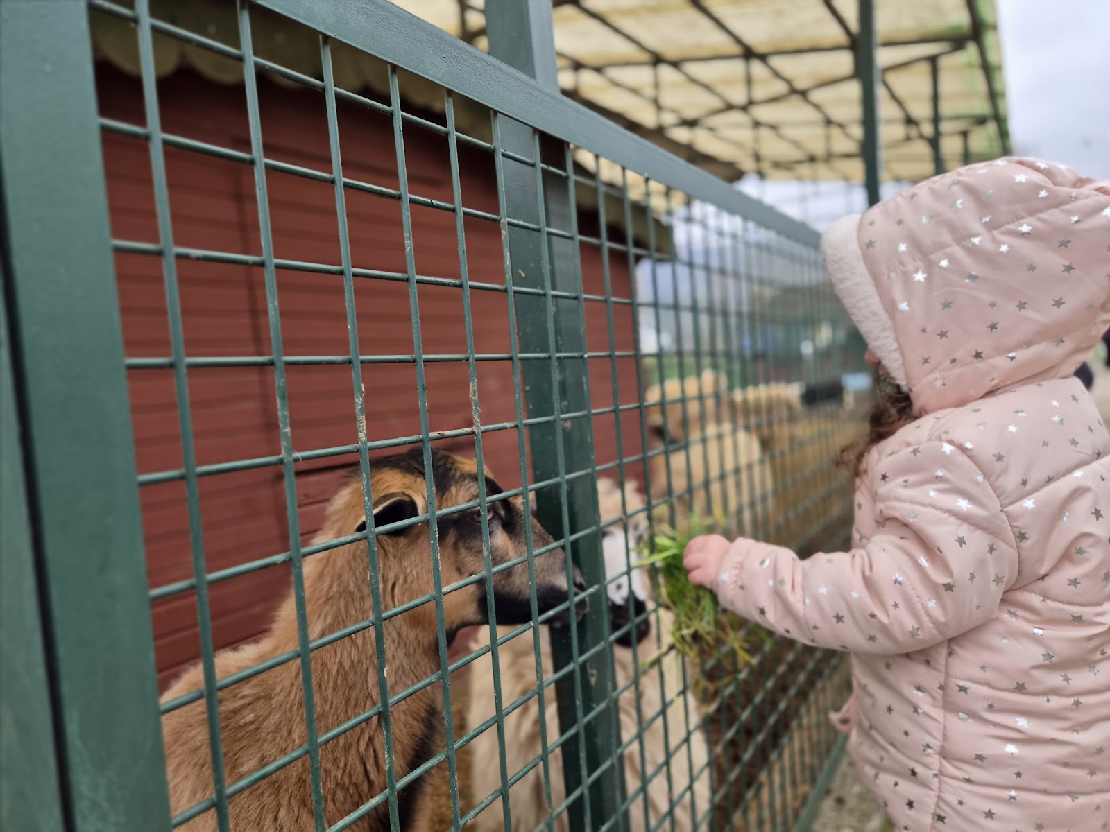 Giresun Belediyesi Hayvanat Bahçesi — fotoğraf 2