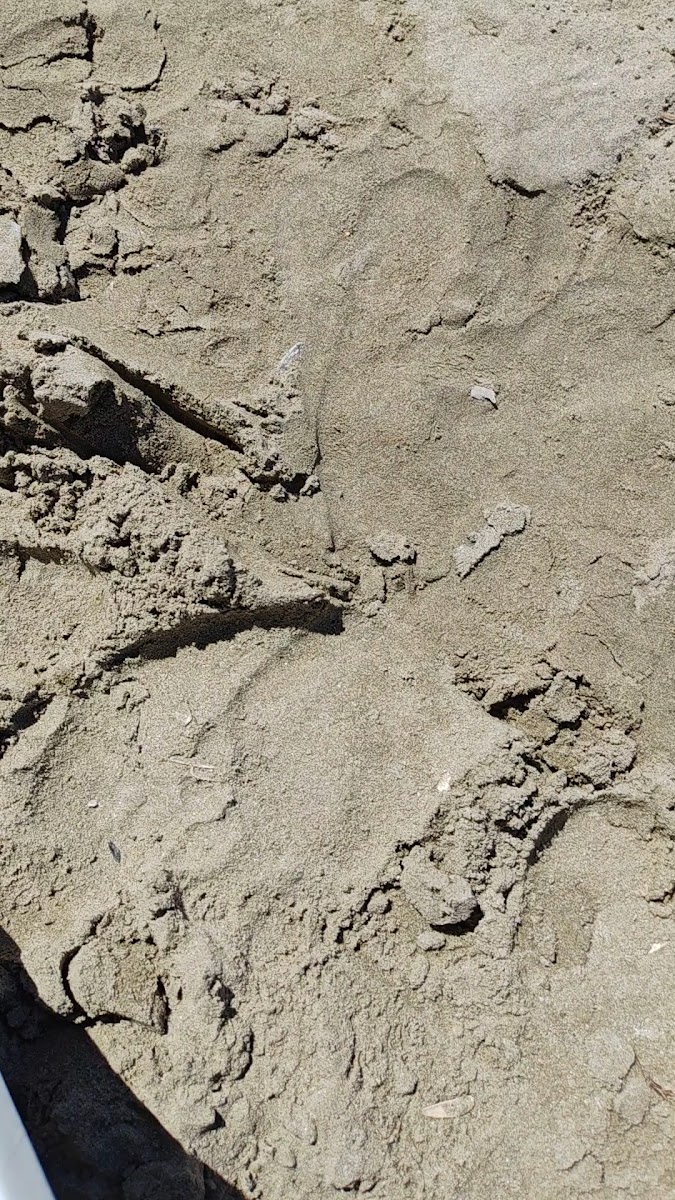 Glapsides Plajı — fotoğraf 2