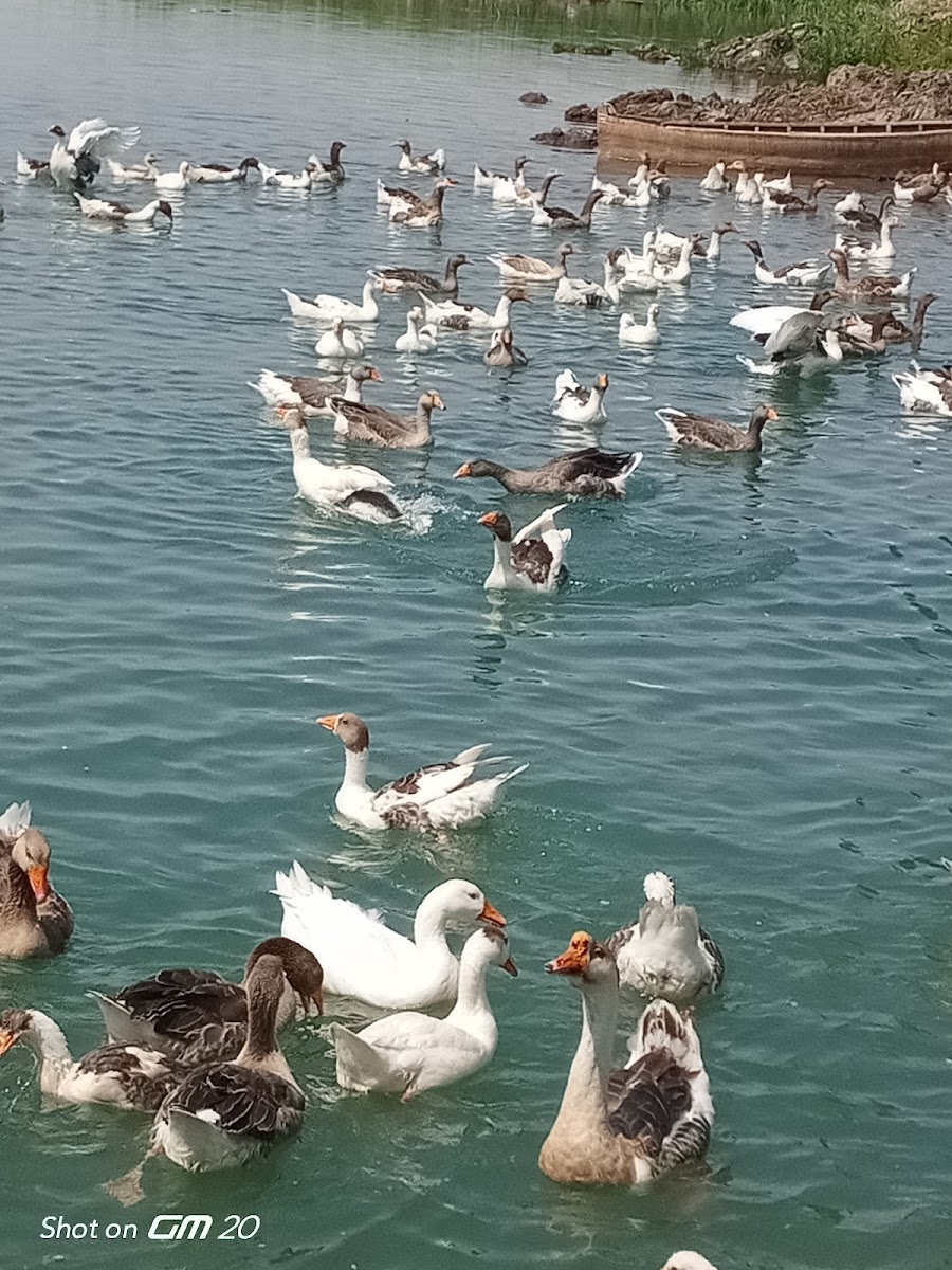 Gökgöl Balık lokantasi — photo 7