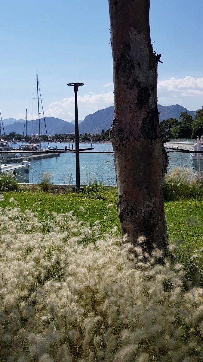 Gökova Ören Marina — fotoğraf 4