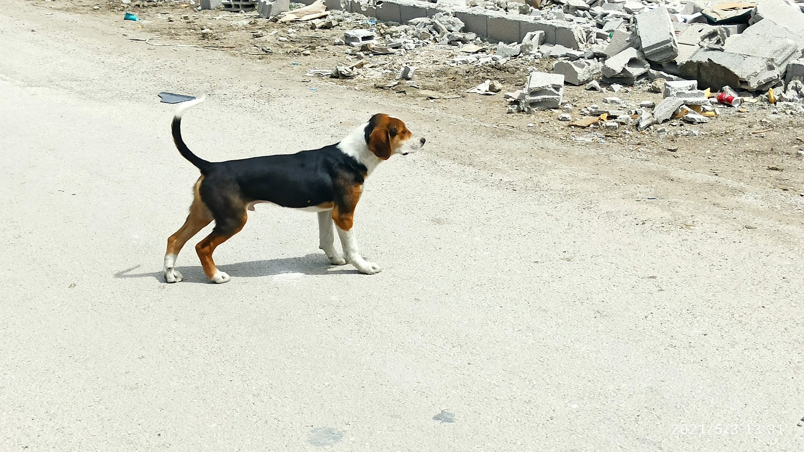 Gölbaşı Hayvan Barınağı — photo 2