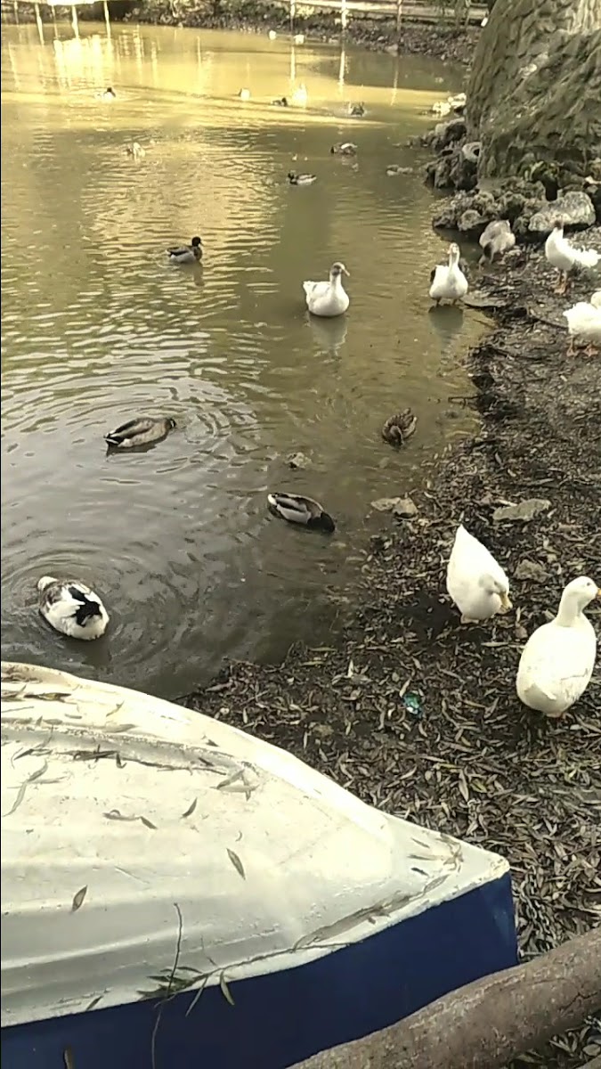 Gölet Restaurant Manisa — fotoğraf 3