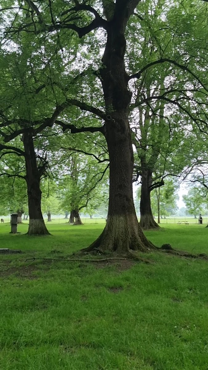 Gölyaka Kültür park — fotoğraf 3