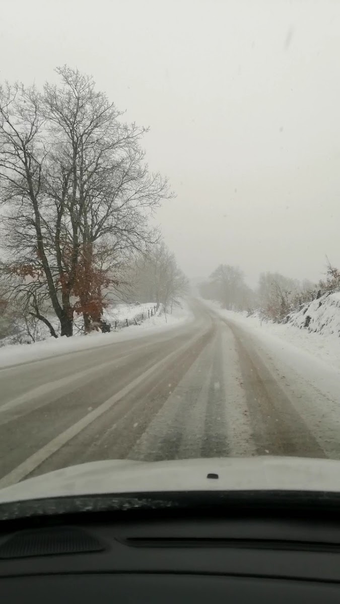 Gönen Projesi Ağaçlandırma Bölgesi — fotoğraf 3