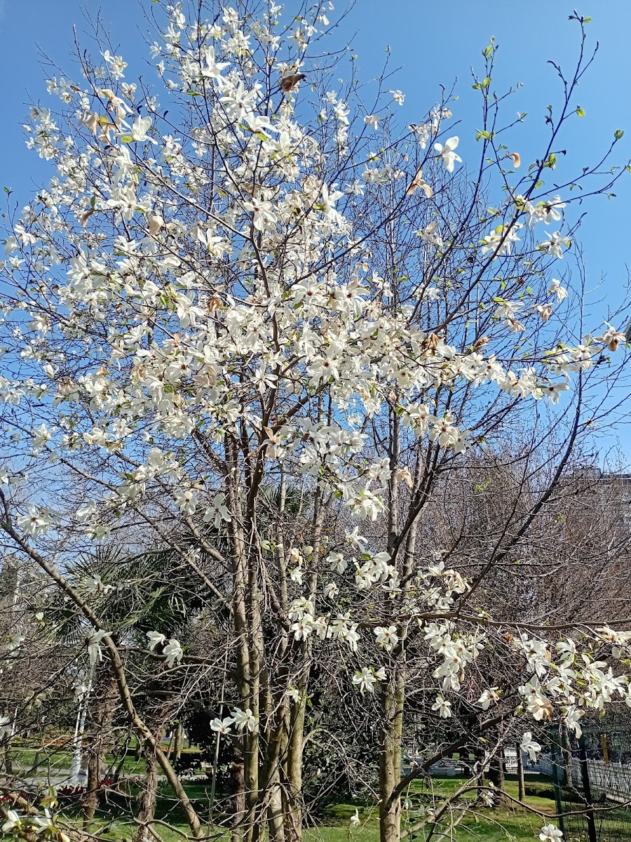 Göztepe 60. Yıl Parkı — fotoğraf 2