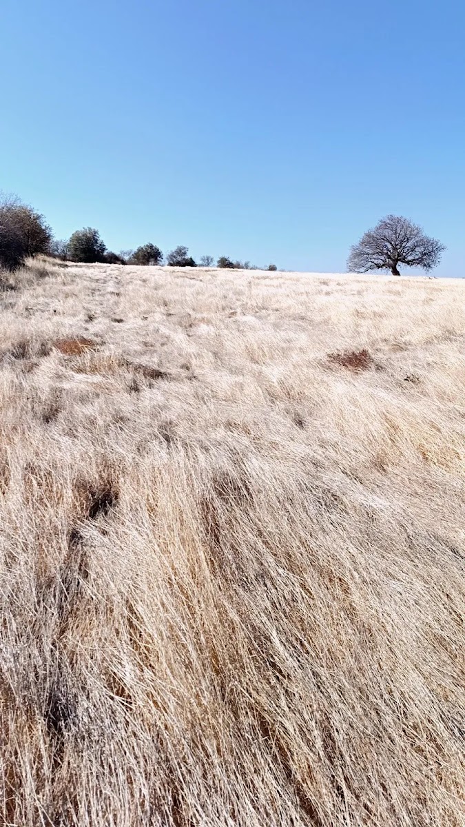 Gryneion Antik Kenti — fotoğraf