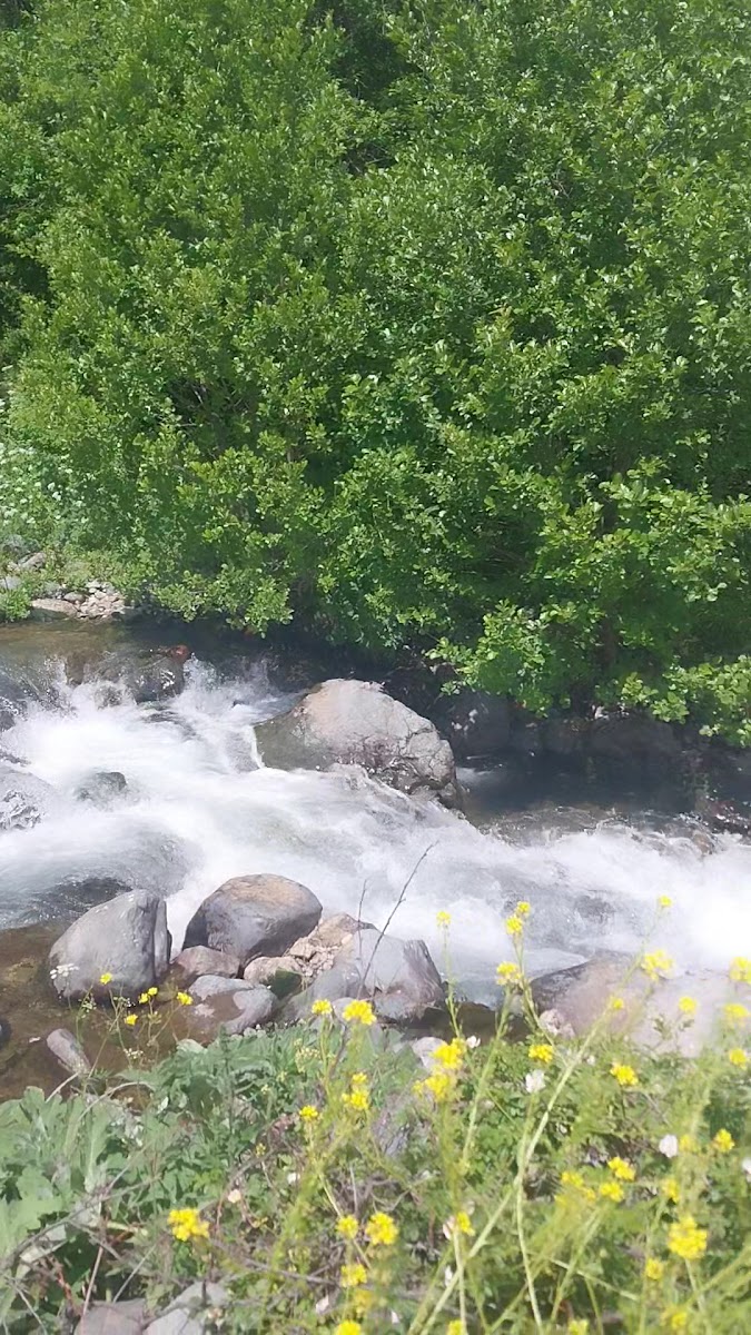 Gülaçar alabalık tesisleri Necmi dayı'nın yeri — fotoğraf 3