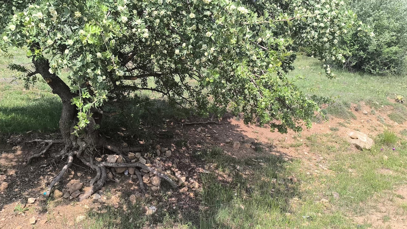 Güllüpınar piknik Alanı — photo 3