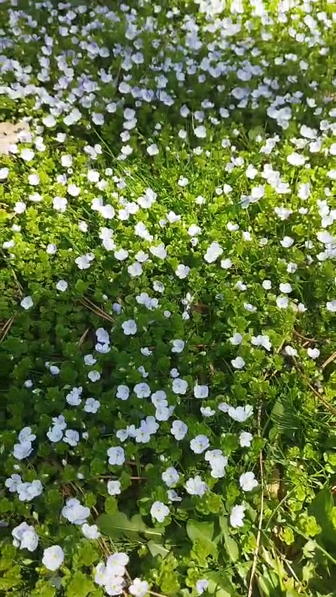 Gültepe Parkı — fotoğraf 2
