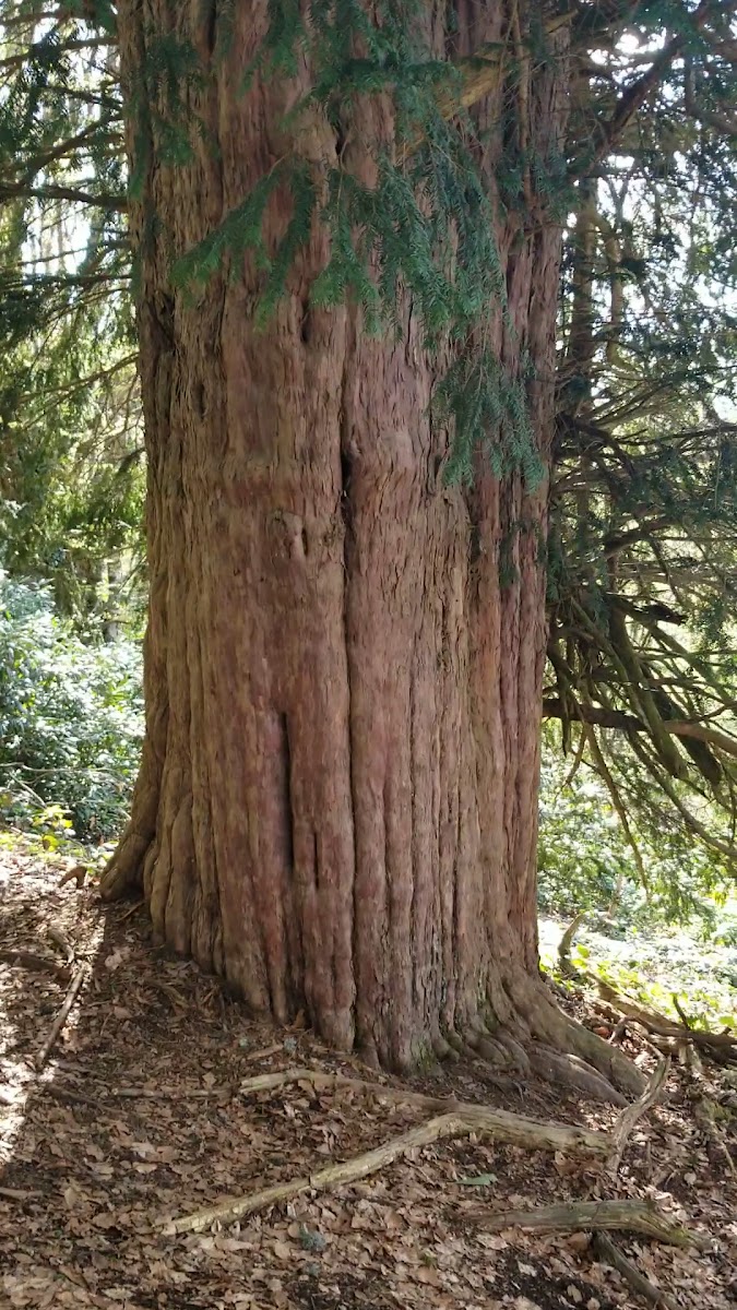 Gümeli Tabiat Anıtı — fotoğraf 3