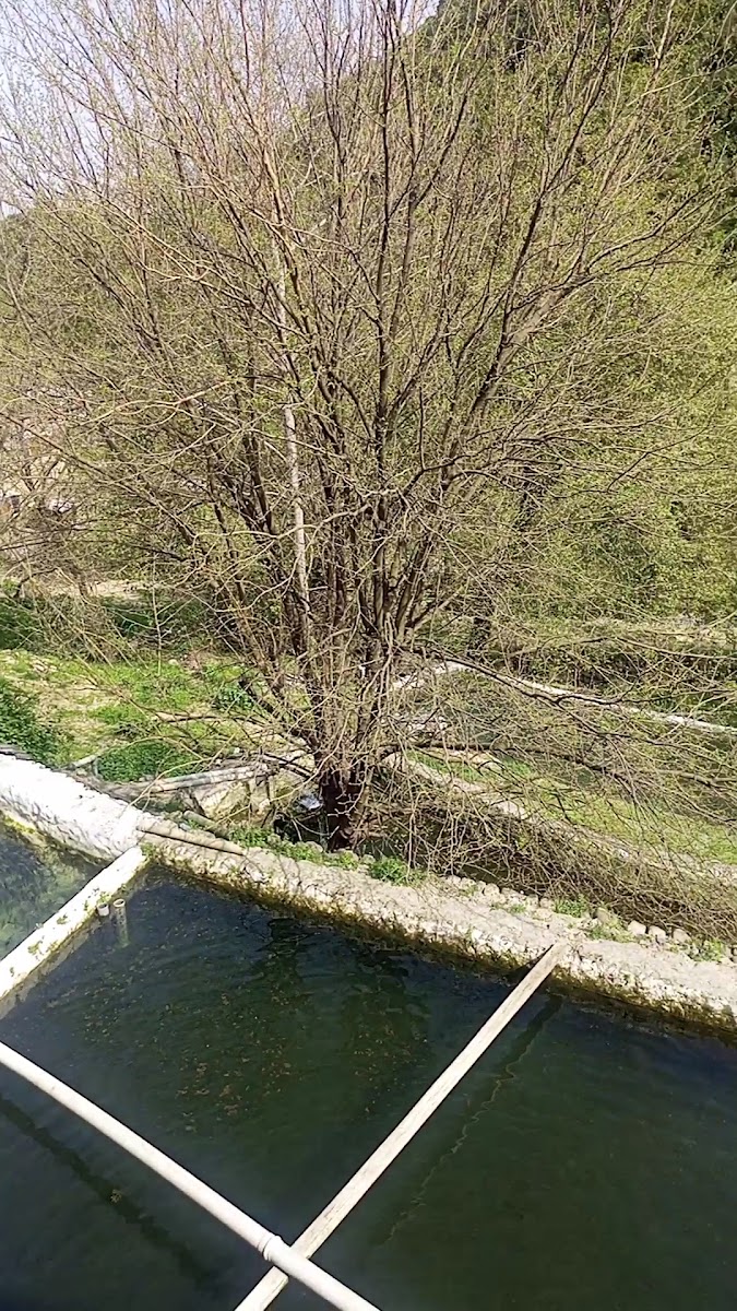 gürle alabalık çiftliği — fotoğraf 3
