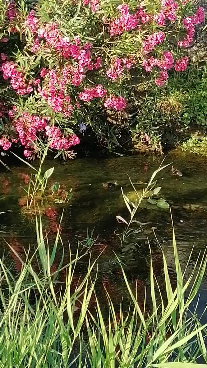 Guzelcamli Sahili — fotoğraf 3