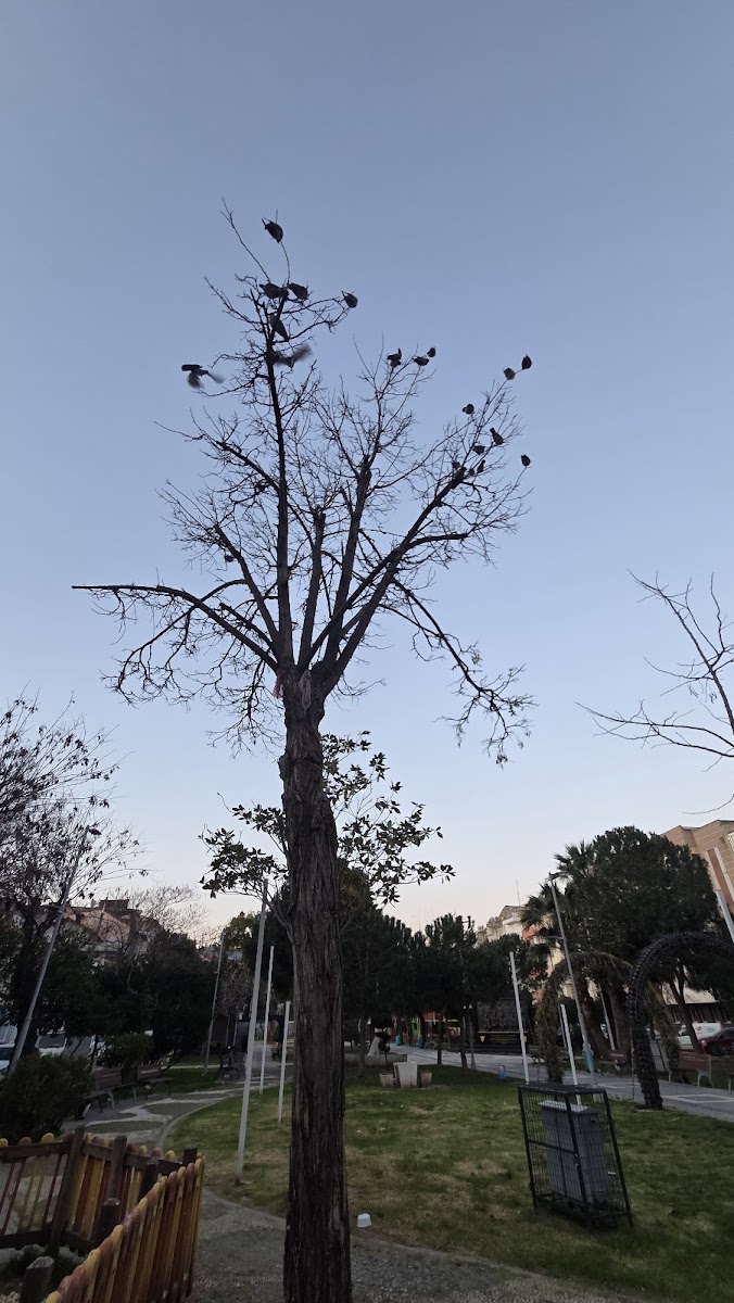 Güzelyalı Parkı — fotoğraf 2