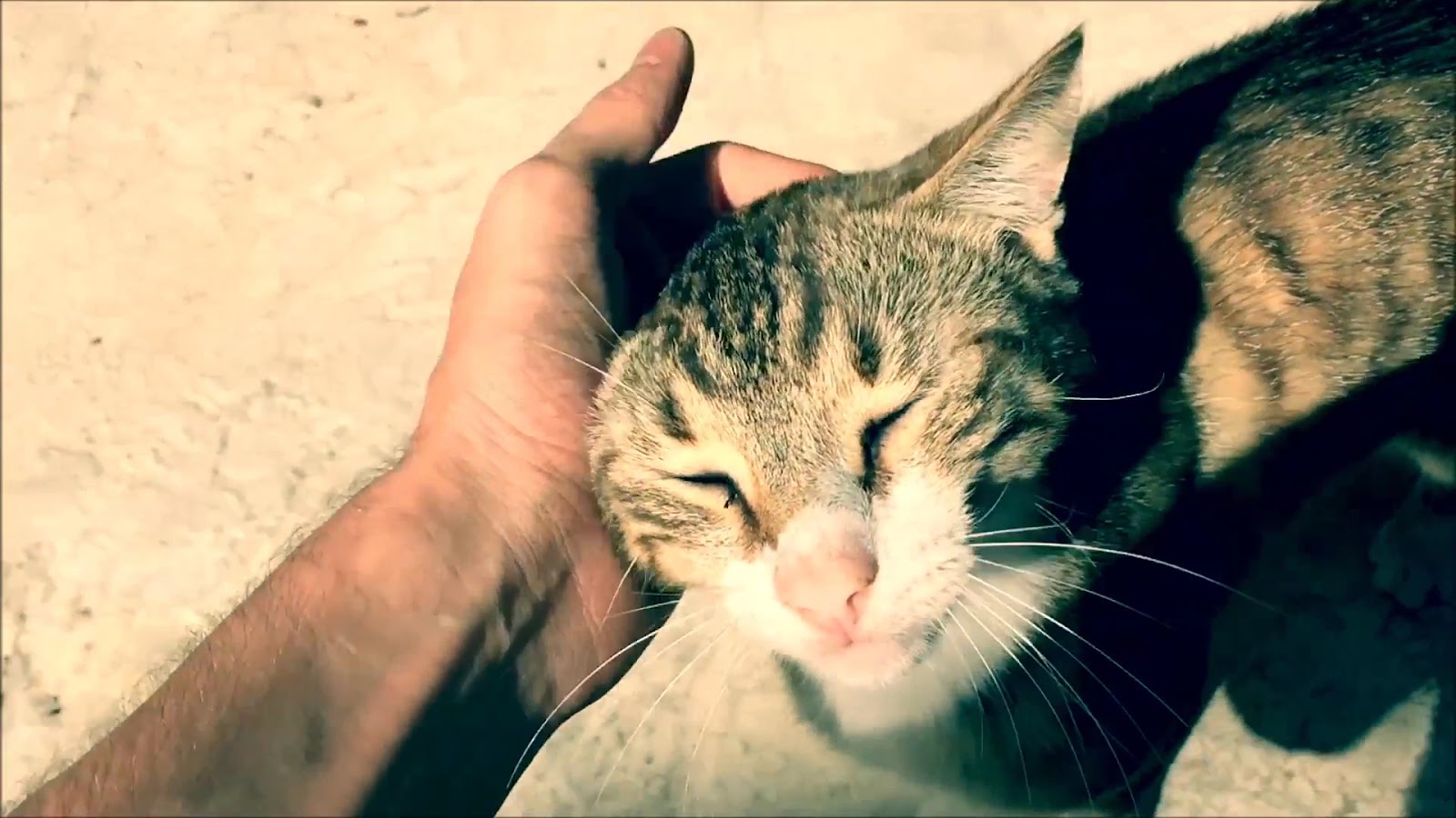 Hamsilos Otel Restaurant- Serpme köy kahvaltı — fotoğraf 3