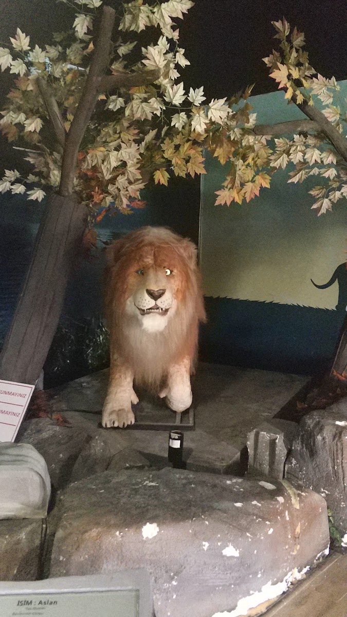 Hasan Ali Yücel Çocuk Müzesi — fotoğraf 3